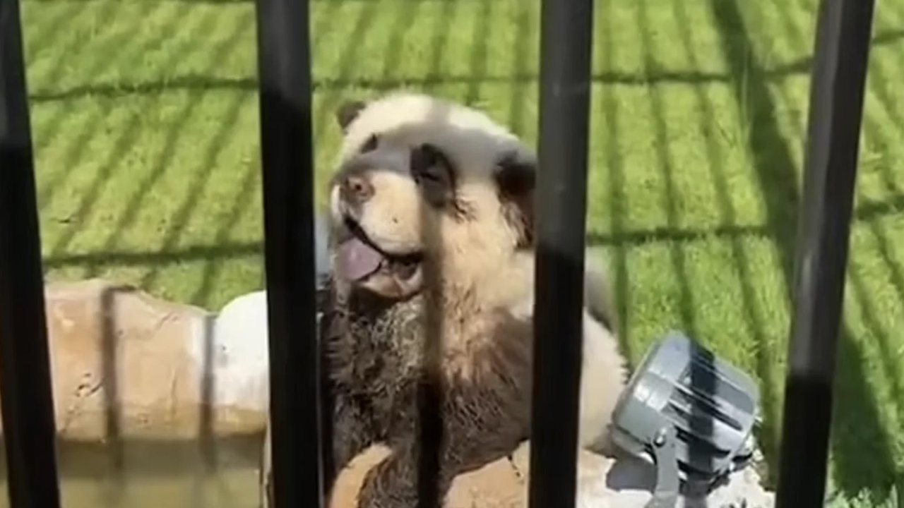 собака собака