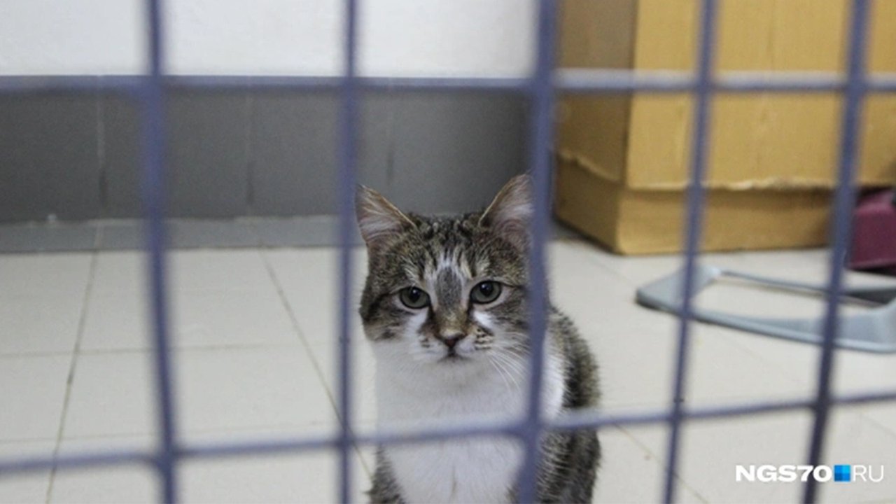 Томский приют порадовал «кошачьей милотой» в День котов Томский приют порадовал «кошачьей милотой» в День котов