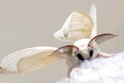Silkworm moth