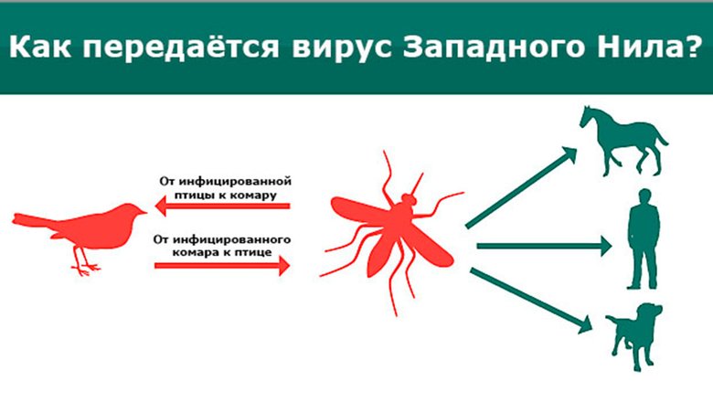 Как передается вирус Западного Нила