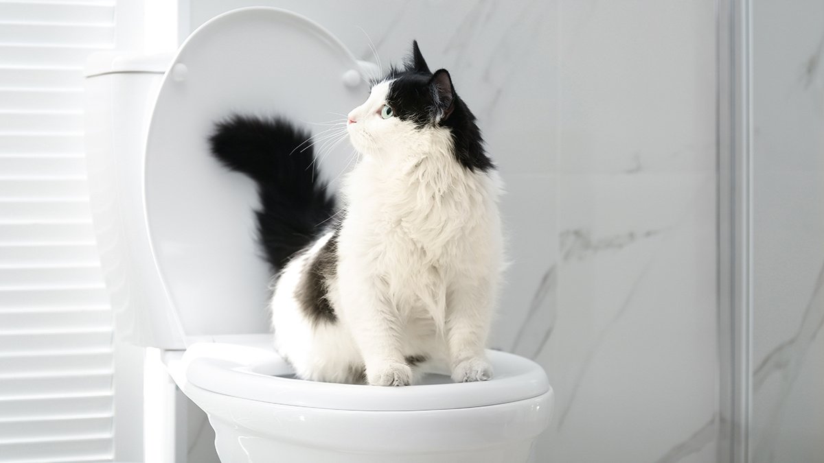 Как приучить кошку к унитазу - Питомцы Mail.ru