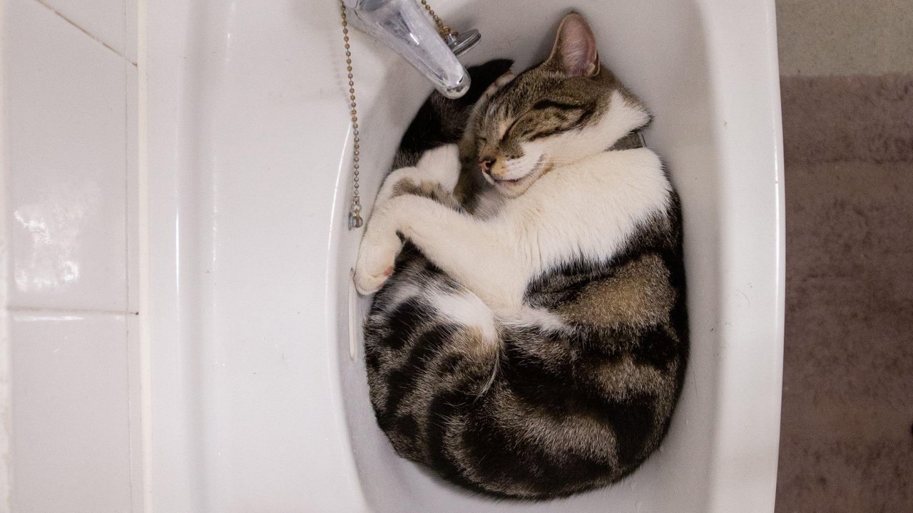 почему кошки любят спать в раковине