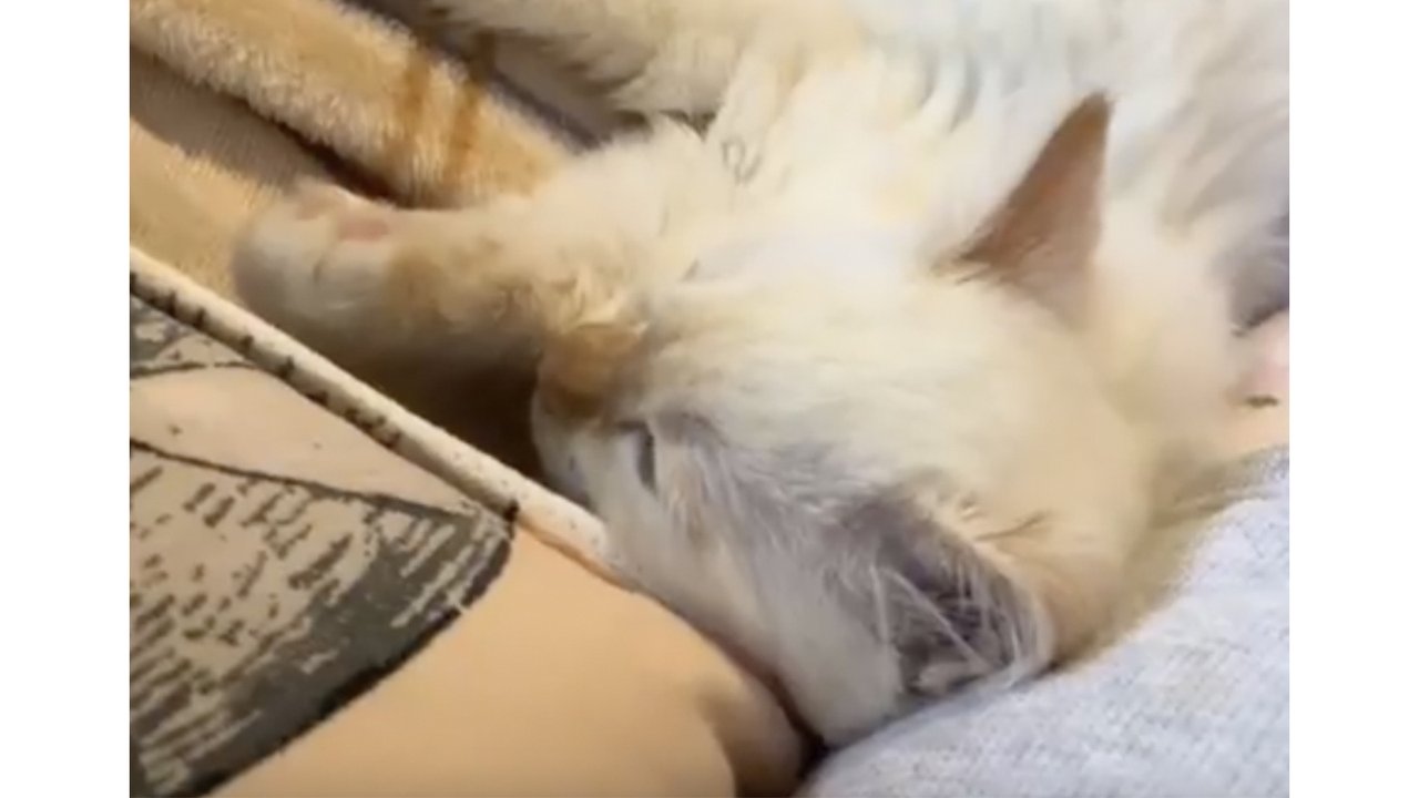 Кот громко мурлыкает Кот громко мурлыкает