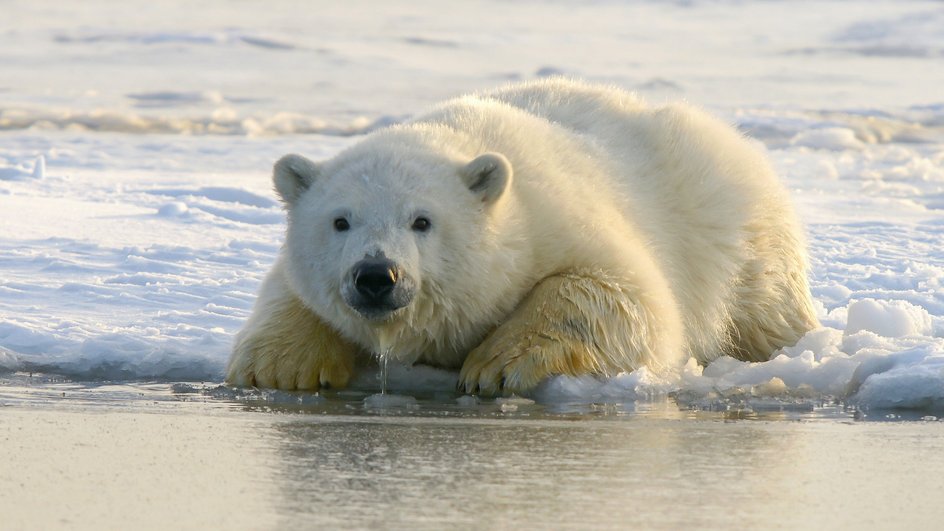 Белый медведь лежит на берегу на фоне воды