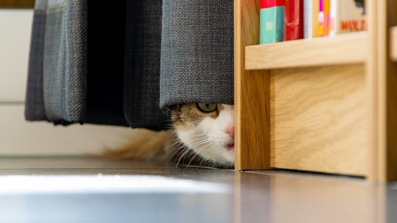 Кошка прячется за шторой