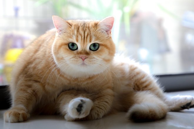 кот кот