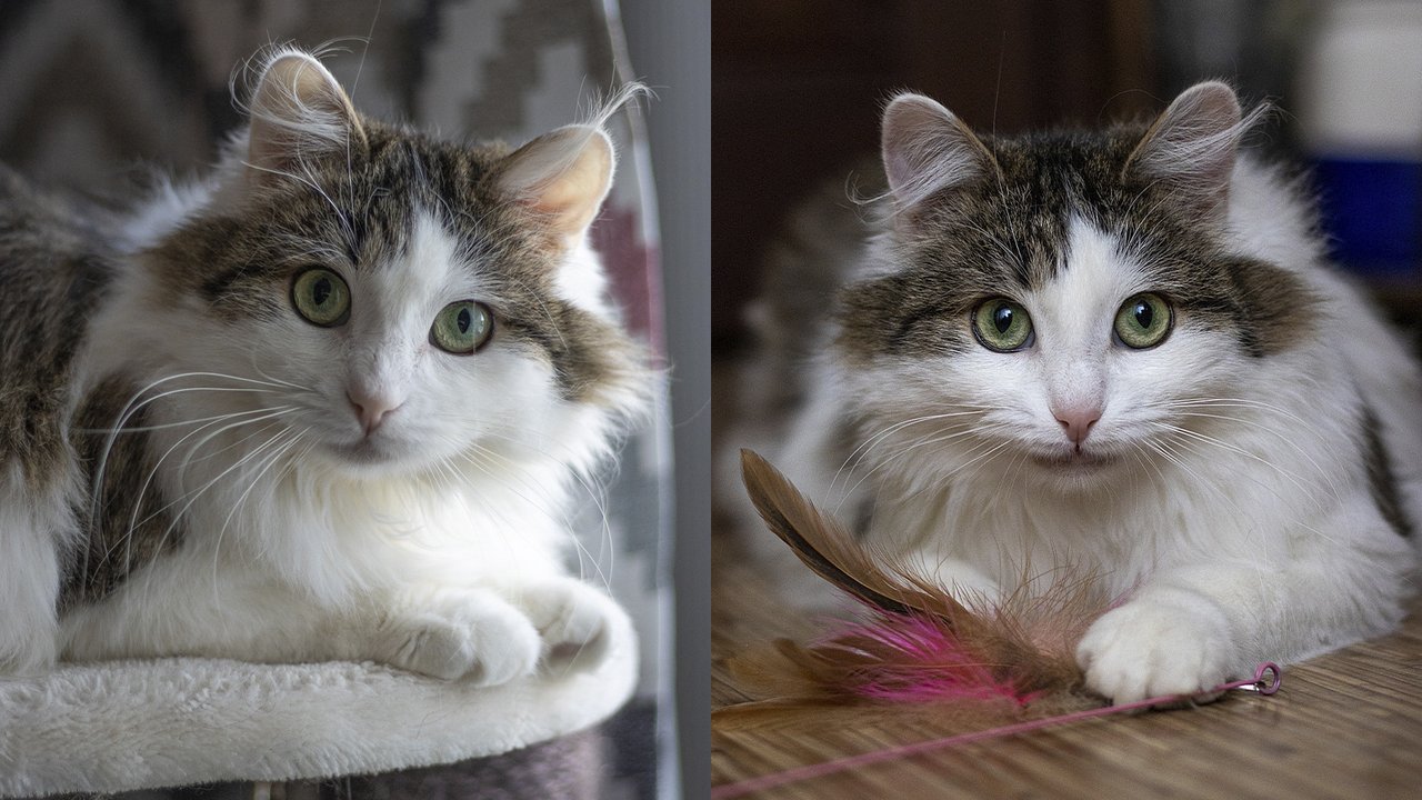 Котик по имени Киото Котик по имени Киото