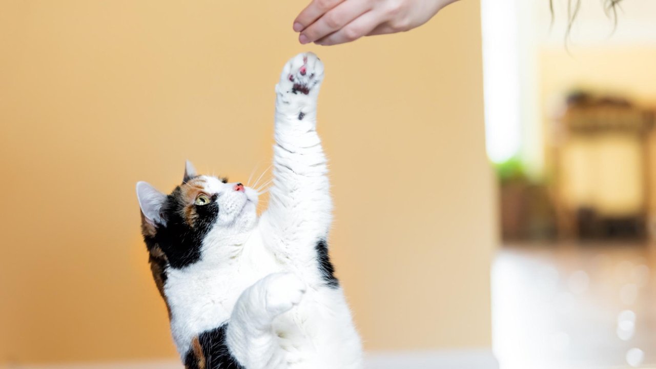 Кошка Кошка