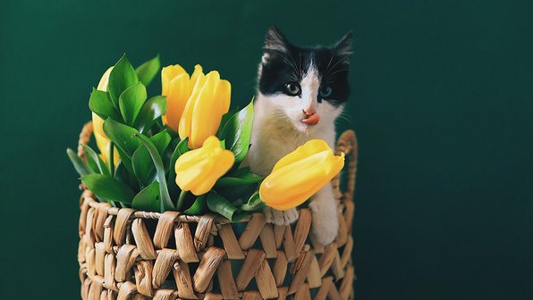 Весна пришла: стыдные вопросы про половую охоту кошек