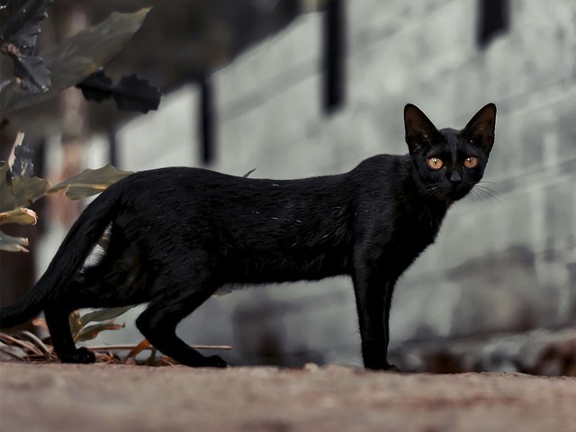 В Казани водитель пожарной машины спас котенка