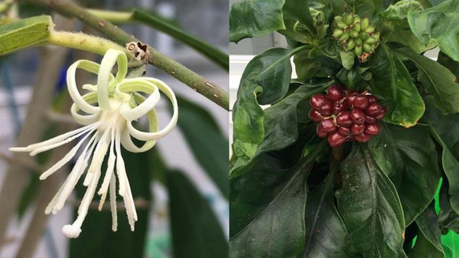 Алангиум шалфейный (Alangium salviifolium) и ипекакуана (Carapichea ipecacuanha) Алангиум шалфейный (Alangium salviifolium) и ипекакуана (Carapichea ipecacuanha)