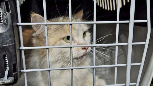 В Москве хозяйка отказалась от выпавшей из окна кошки