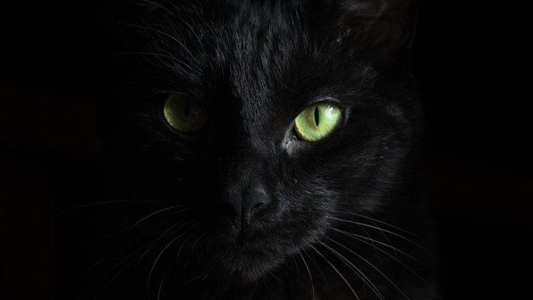Мифы о черных кошках, которые давно пора развеять