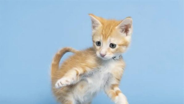 Людям пришлось ломать потолок, чтобы спасти плачущего котенка