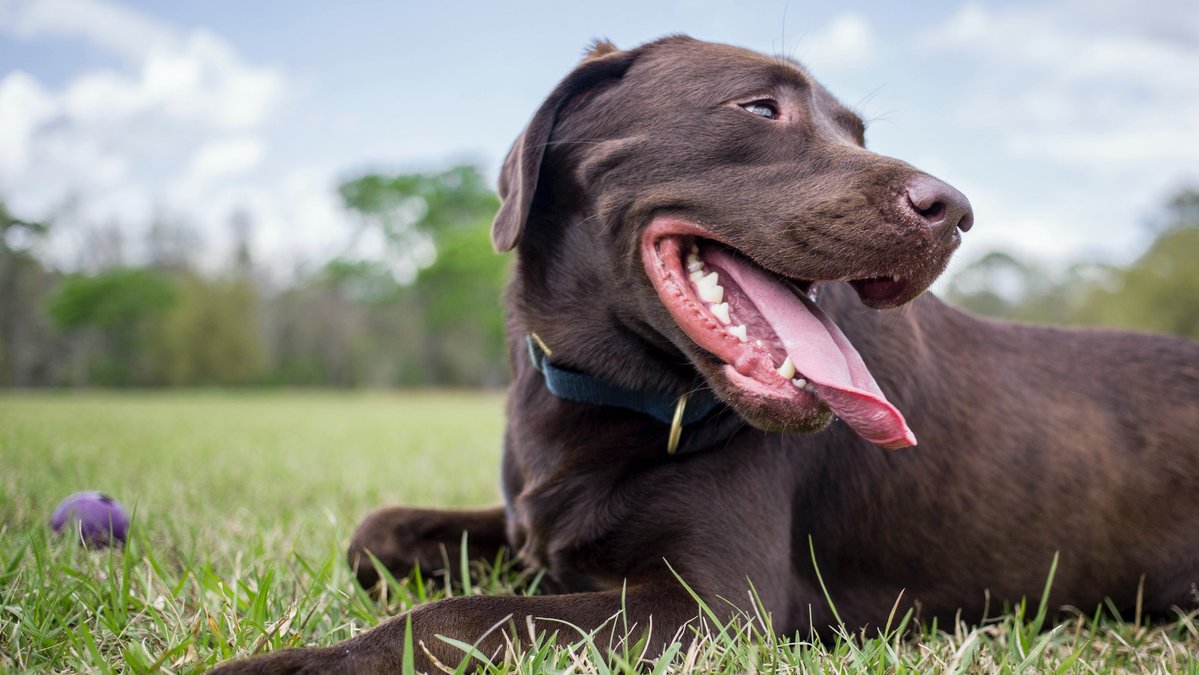 Сухая кровь для собак: полезная информация и советы