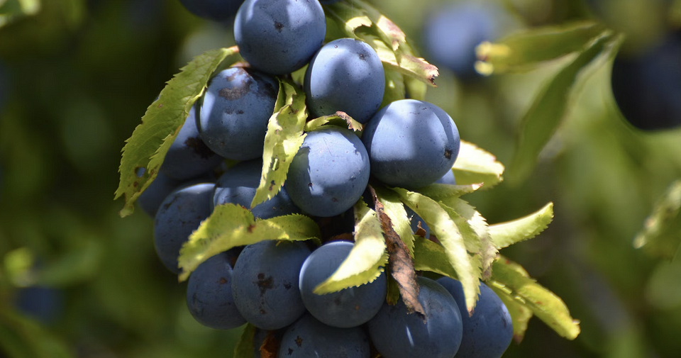 Самый вкусный урожай: 7 культур для тех, кто хочет выращивать фрукты и ягоды