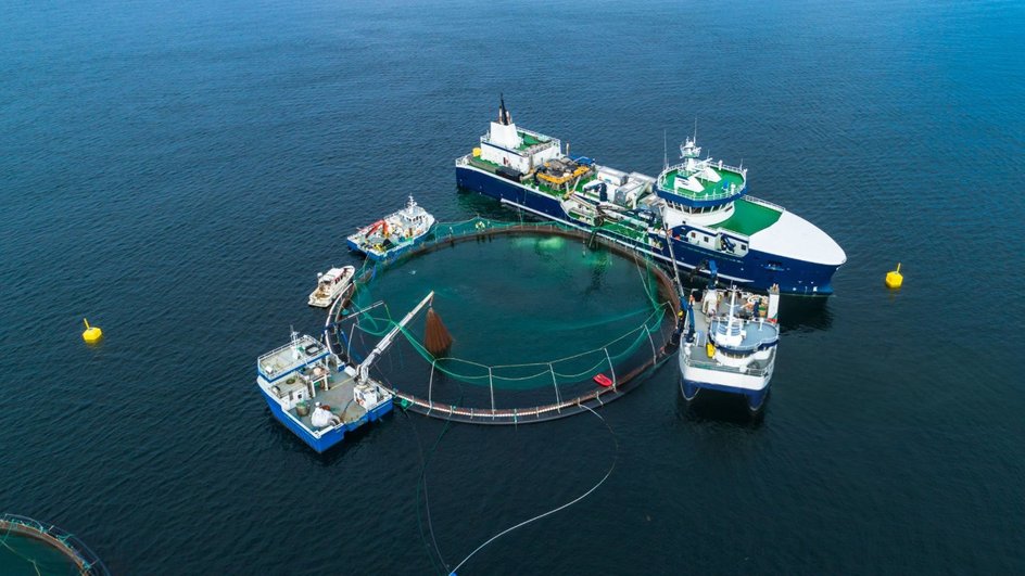 Выращивание лосося в открытом море Выращивание лосося в открытом море