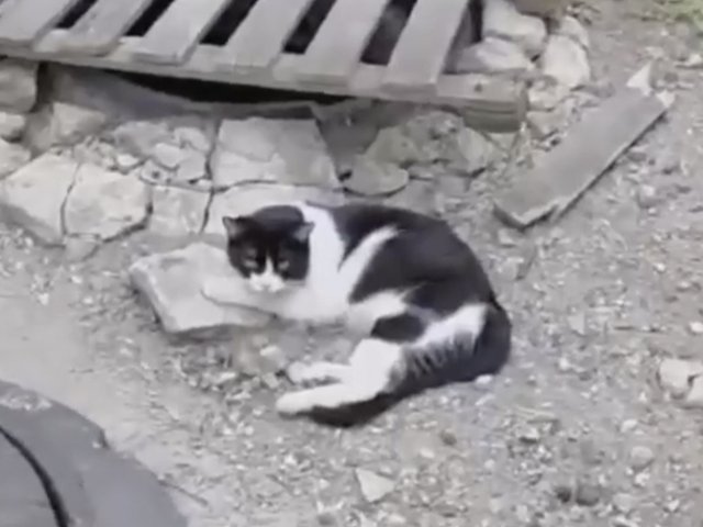 В Твери спасали котят и бездомную кошку, родившую в подземелье