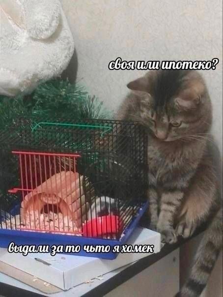 Мемы с котиками