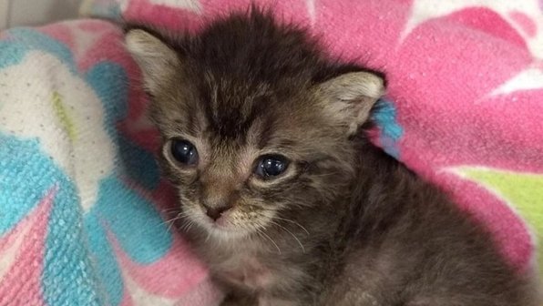 Кошка бросила своего котенка, но его спасли люди