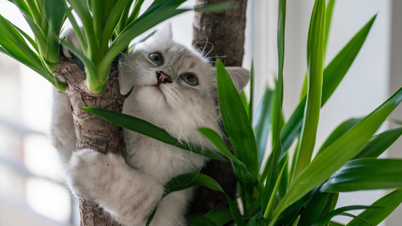 Котенок забирается по растению