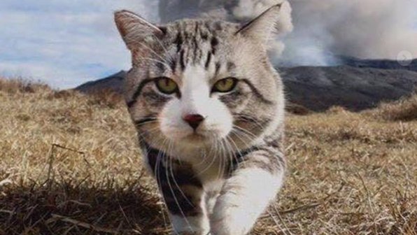 В Японии живет самый фотогеничный кот в мире (фото)