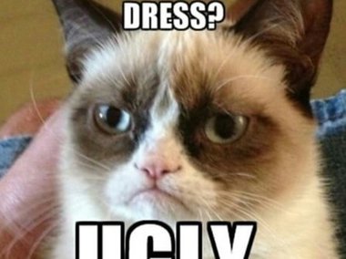 Slide image for gallery: 4883 | Комментарий «Леди Mail.Ru»: Самый сердитый кот тоже ответил на вопрос, какого цвета платье — «уродского»
