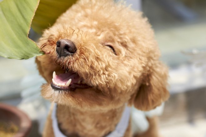 dog-1558962_1920.jpg