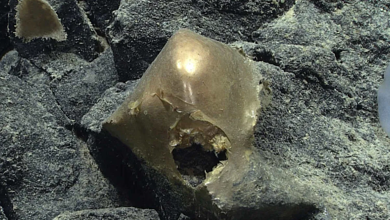 Золотой объект куполообразной формы был найден во время экспедиции по исследованию залива Аляска.