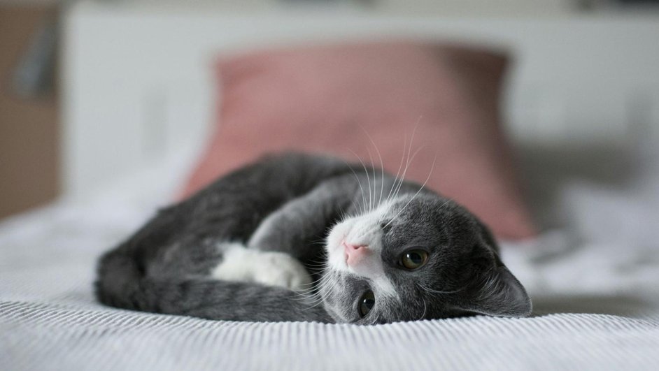 Маленькая кошка нежиться на кровати Маленькая кошка нежиться на кровати