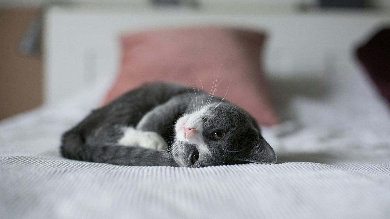 Кошка на кровати Кошка на кровати