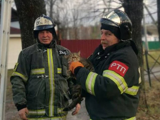 Под Москвой кот несколько суток умолял о помощи