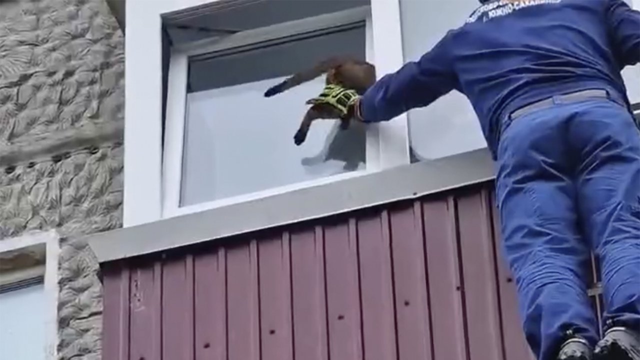 Кот застрял в окне