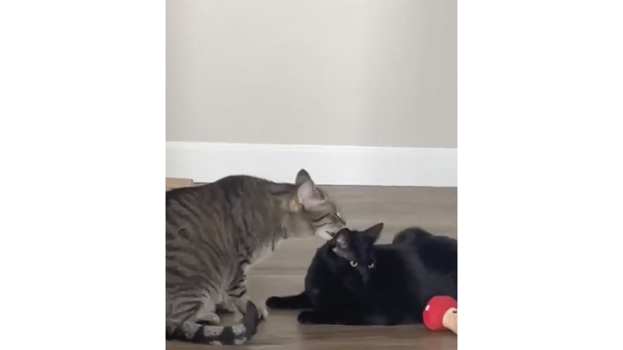 Кот завел кота Кот завел кота