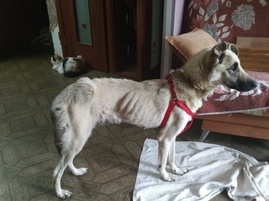 Pets.mail.ru Pets.mail.ru