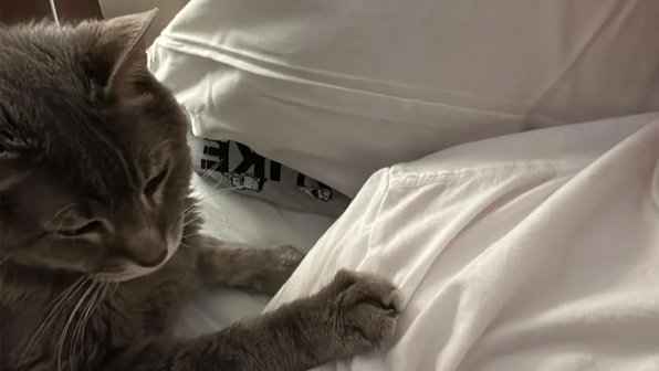 Кошка утешает парня, который вот-вот потеряет своего отца