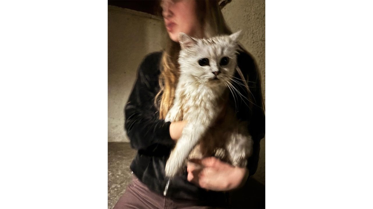 Кошка которую спасли из колодца Кошка которую спасли из колодца