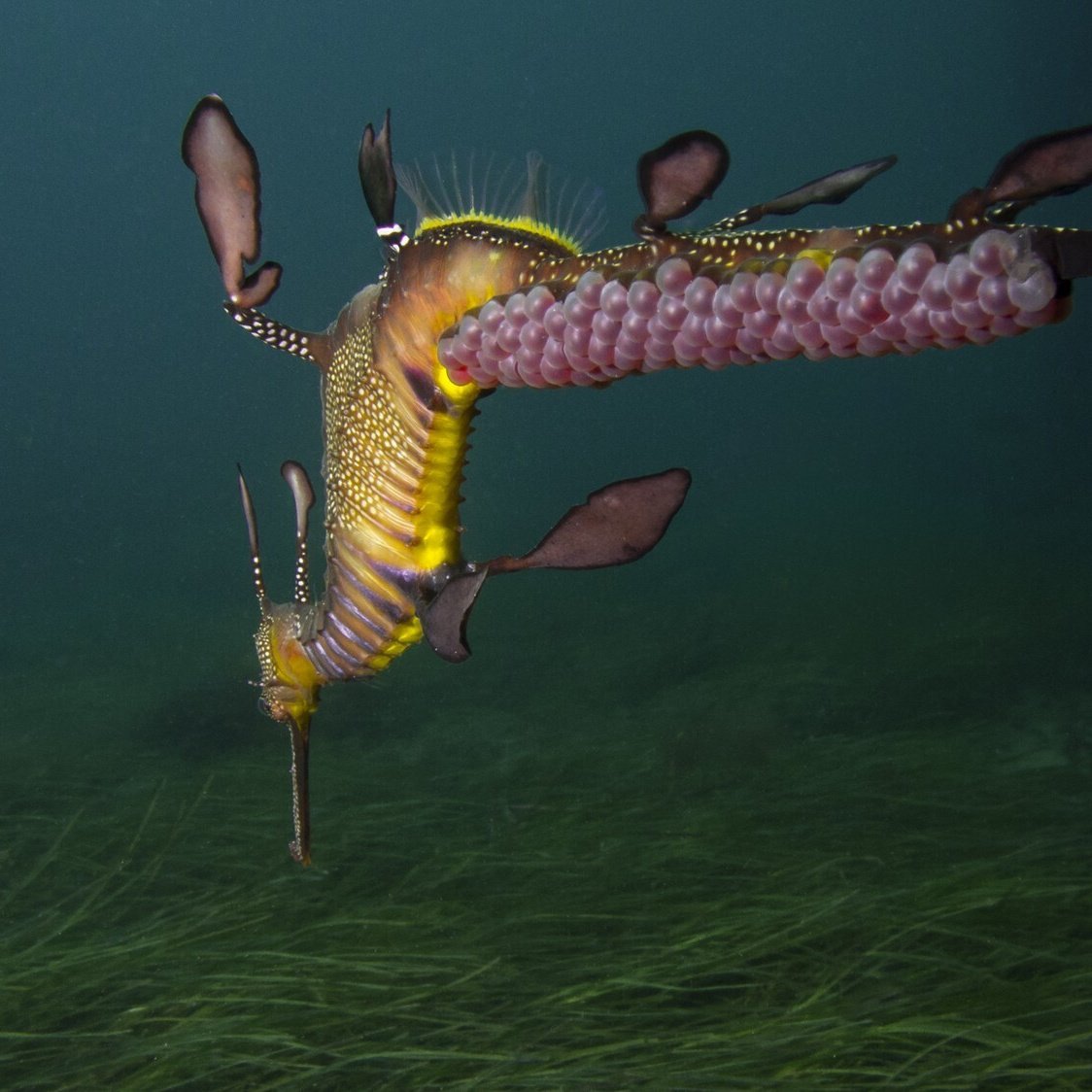 лучшие фото подводных существ