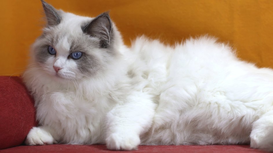 Кошка породы рэгдолл, которая явялется одной из самых добрых, лежит на красной софе Кошка породы рэгдолл, которая явялется одной из самых добрых, лежит на красной софе