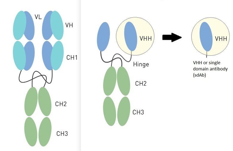 Схематическое сравнение структуры обычных антител (слева) и наноантител ламы (справа). Фото: exonbio