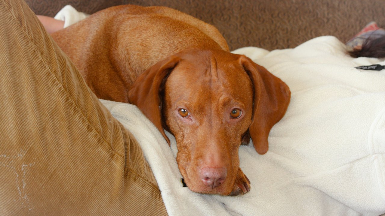 Рыжо-коричневая собака