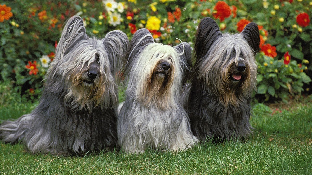 Шотландские породы собак