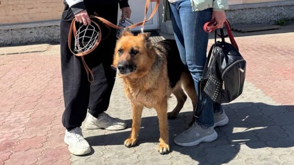 В Улан-Удэ кинологи ищут хозяина пса-безбилетника