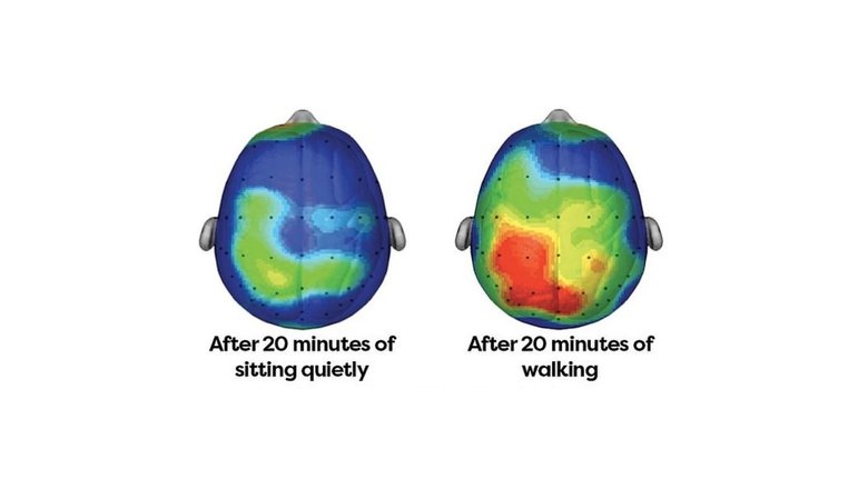 Слева — мозги сидящего, справа — мозги ходящего