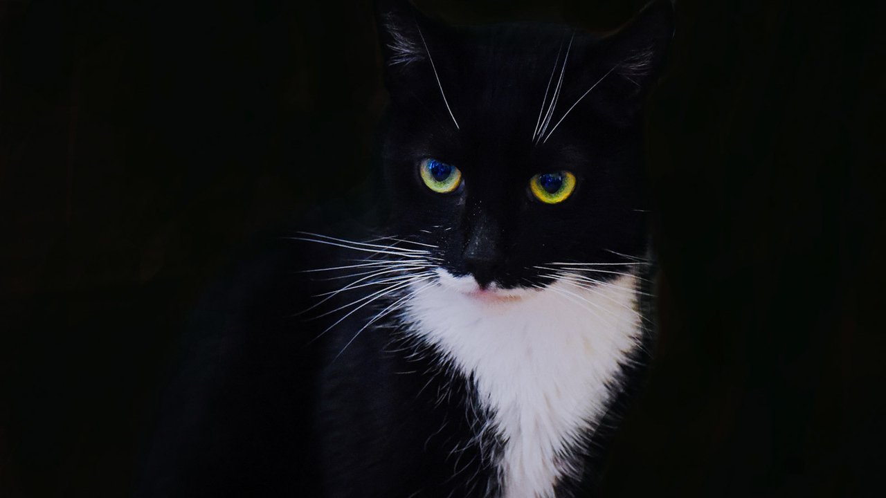 Черно-белый кот