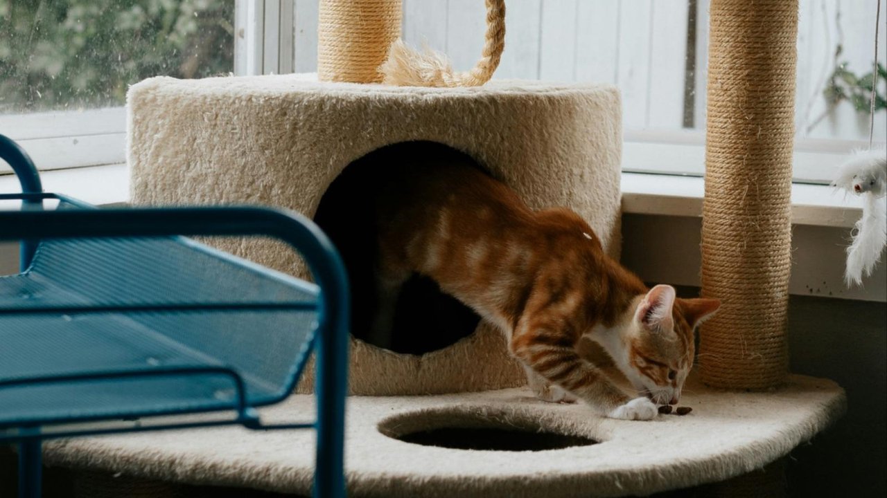 Кошка