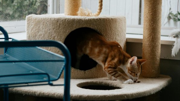 Как развлечь кошку в квартире: 10 игр и занятий