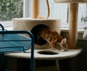Кошка