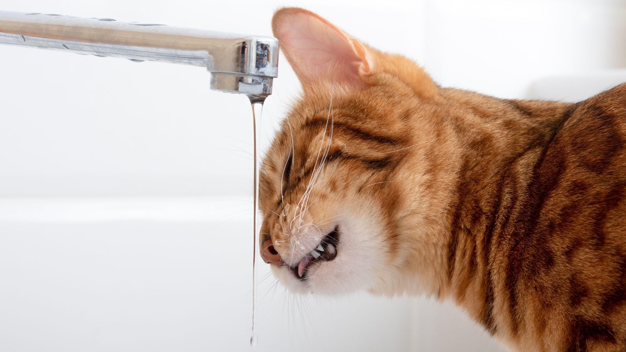 Кошка пьет воду из-под крана