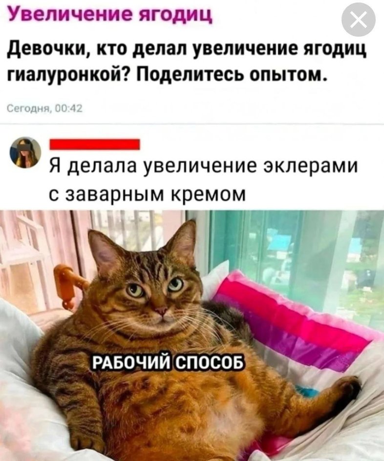 Мемы с котиками